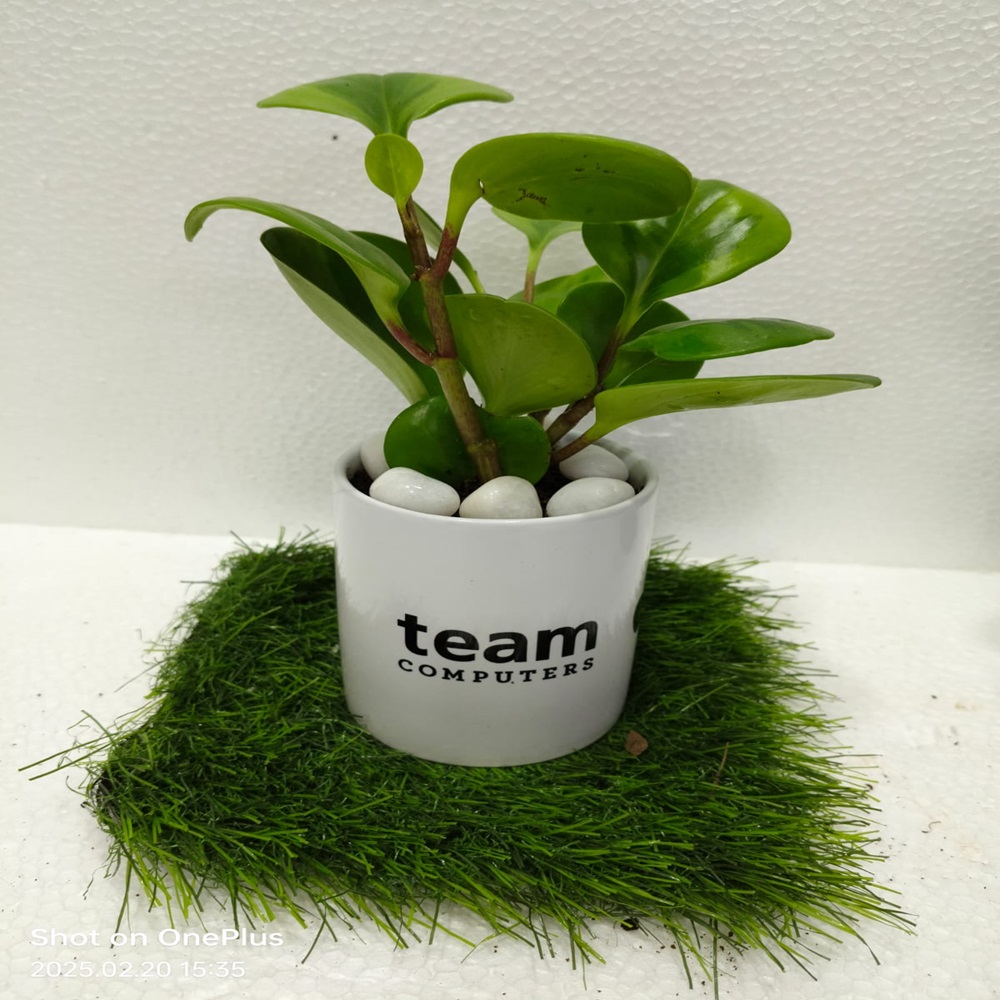 Plants With Branding Vas